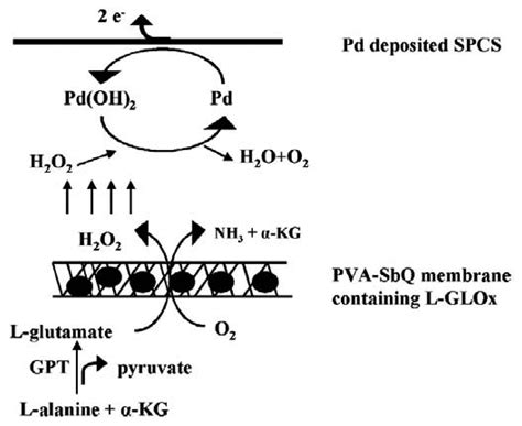 Sensors | Free Full-Text | Aspartate Aminotransferase (AST/GOT) and Alanine Aminotransferase ...