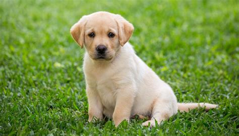 Dog years are a myth, 2-year-old dogs already 'middle-aged' - scientists | Newshub