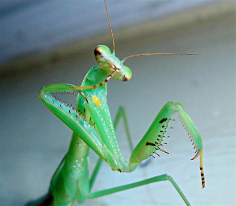 Gor-Tok Cleaning. L7. Female. Narrow Winged Mantis by AlexandersMantids ...