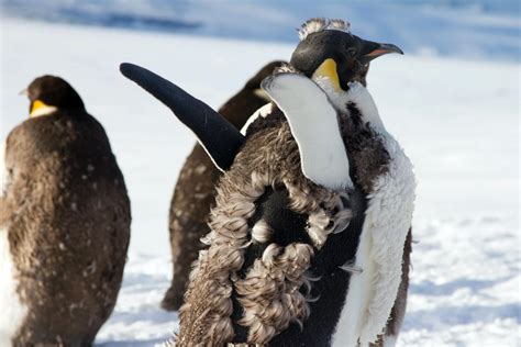 Antarctic Photo Library - Photo Details - emperor-penguin-molting2.jpg