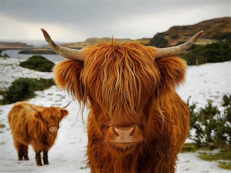 Meet the Scottish highland cow ~ what a wonderful life...