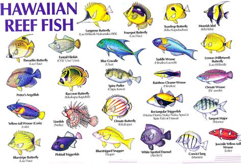 Coral Reef Fish Chart