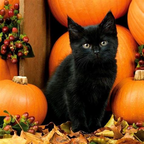 Pin by Dorothy Thurow- Konle-Haskell on Animals | Fall cats, Black cat halloween, Halloween animals