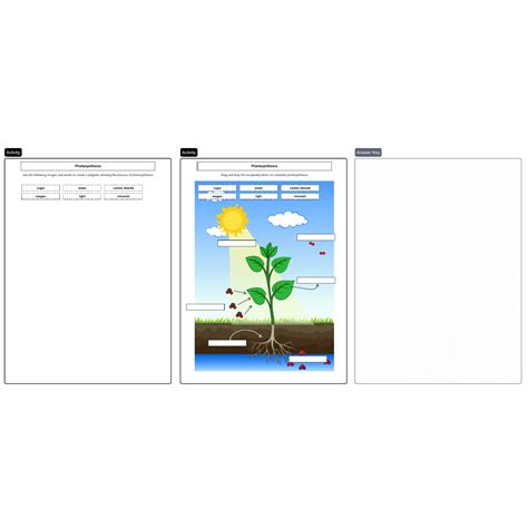 Photosynthesis diagram | Lucidspark