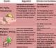 Common Core Aligned Paragraphs and Pigs: Teaching Paragraph Writing with Humor