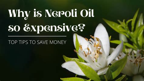 Why is neroli oil so expensive? Top tips to Save Money - Essential Oils Focus