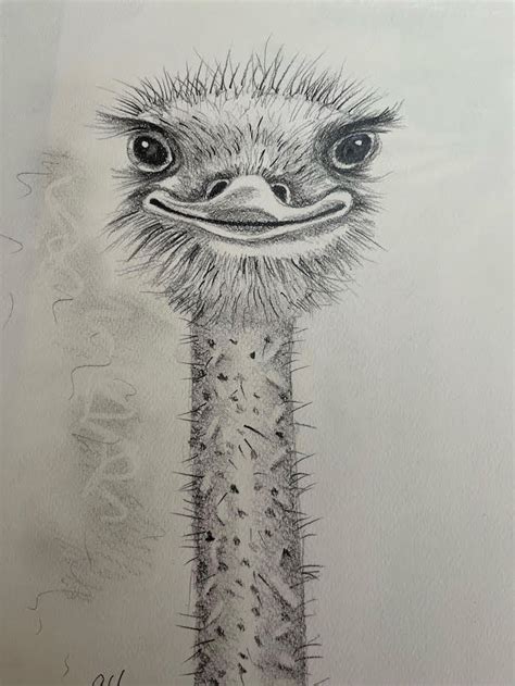 Emu in Pencil | ArtBase