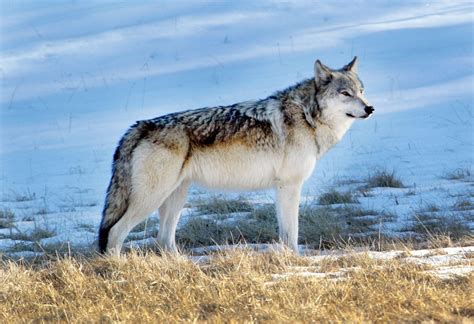 Save the Wolves, Save the Wild | Brave New Wild | WildEarth Guardians