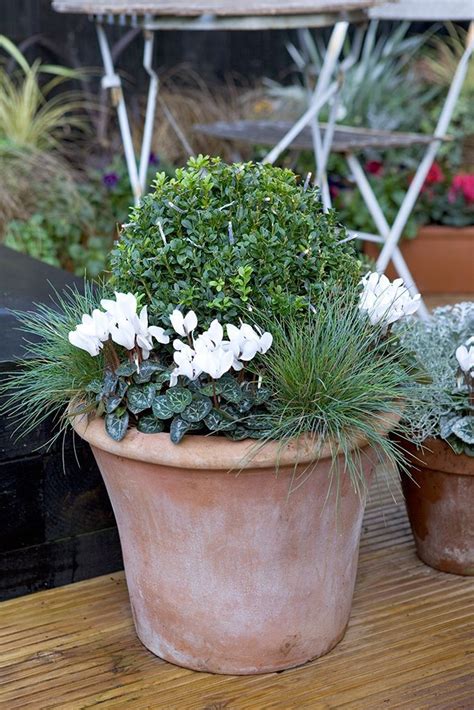 Box, osteospermum and ornamental grass pot display | gardenersworld.com - gardenersworld.com ...