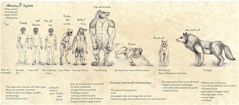 Werewolf types reference by Runneraurora on DeviantArt