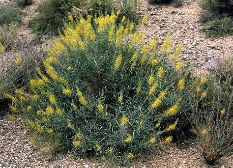 Small Shrubs and Sub-Shrubs of the Mojave Desert Near Mesquite