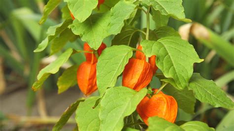 Ginger Plant: Adding Spice To Your Garden