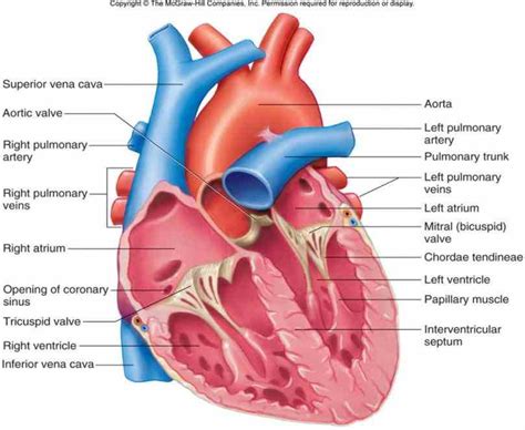 Human Arteries And Veins Of The Heart | MedicineBTG.com