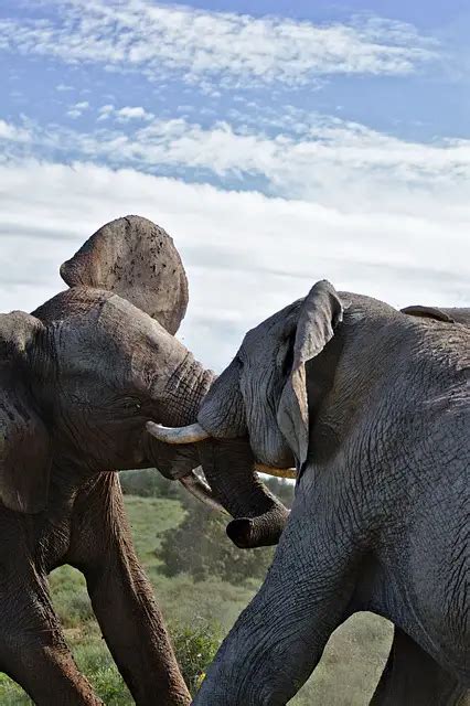 An Unforgettable Experience: The African Lion Safari Elephant Ride - GripOutdoor.com