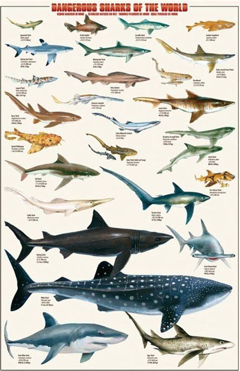 bol.com | Haaien-sharks-overzicht soorten-witte haai-hamerhaai-poster ...