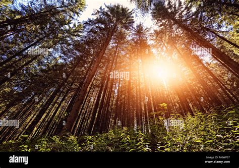 sunny forest background Stock Photo - Alamy