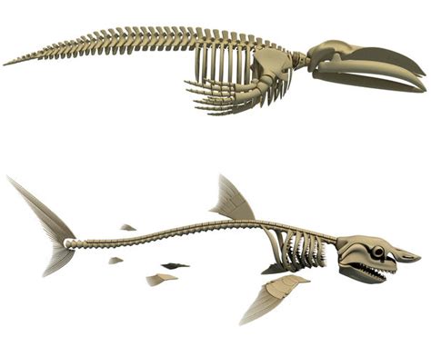 Shark and Blue Whale Skeletons 3D model | CGTrader