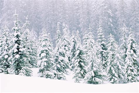 Snow Covered Pine Trees by Thinkstock Images