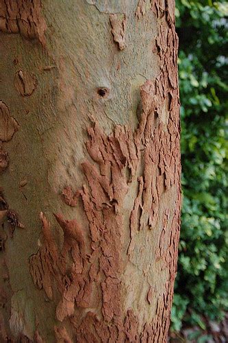 Backyard tree bark | Bay willow? | Mark Denovich | Flickr