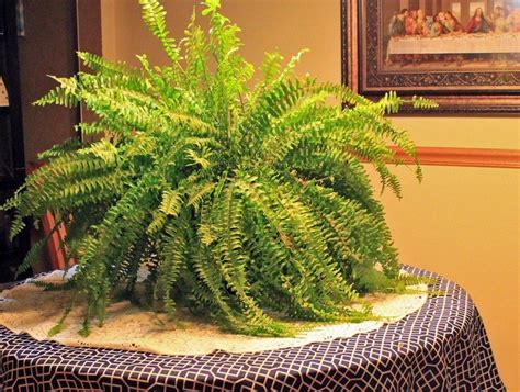 Boston Fern Care | Boston ferns, Boston ferns care, Boston fern indoor