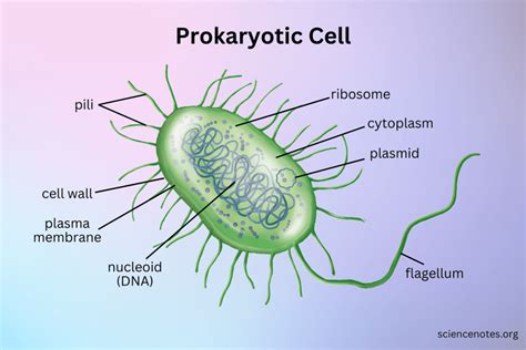 Prokaryotic Cell Diagram and Facts