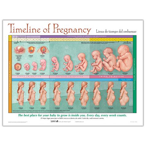 Timeline Of Pregnancy Chart | Childbirth Graphics