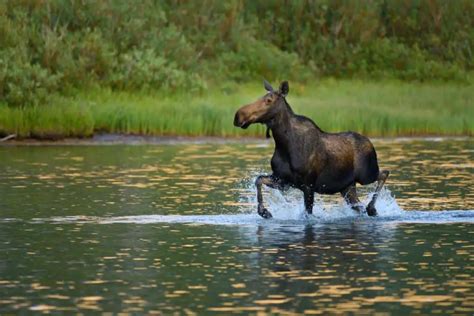 10 Great Places In Montana To See Wildlife!