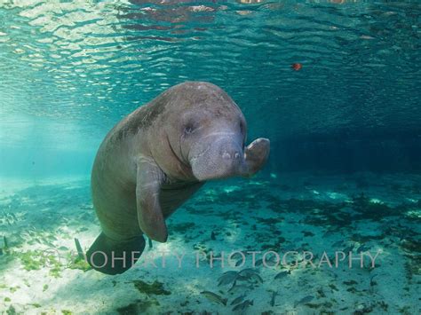 Baby Manatee Wallpapers - Top Free Baby Manatee Backgrounds - WallpaperAccess