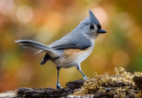 titmouse | Range & Facts | Britannica