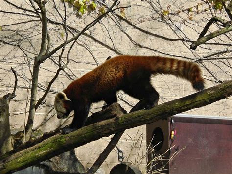 Tantrums To Smiles: Our day out at Bristol Zoo **REVIEW**