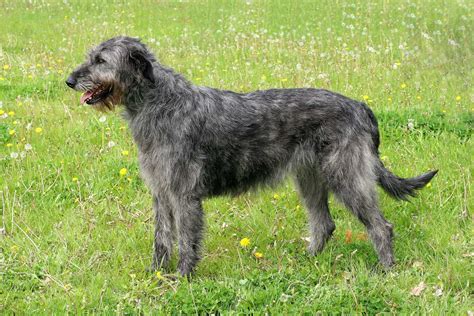 The Top 4 Irish Wolfhound Breeders In The U.S.