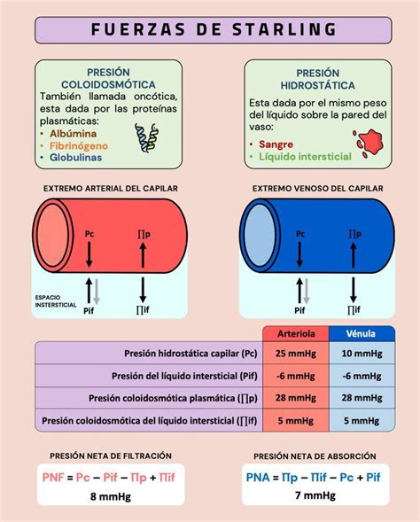 Fuerzas de Starling y Edema | Estudiante de medicina, Medicina veterinaria, Farmacología clínica