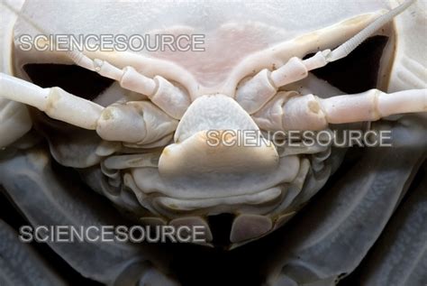 Photograph | Giant Marine Isopod | Science Source Images