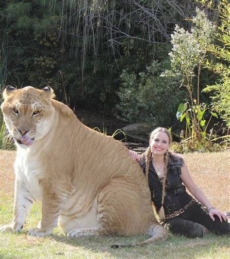 Liger Hercules | The Biggest Cat in the World | Reckon Talk