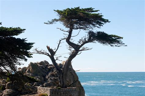 The Lone Cypress in Pebble Beach suffers storm damage