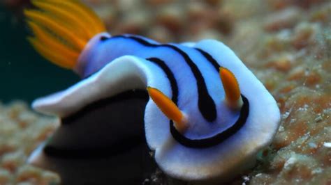 Fiche invertébré : La limace de mer (Chromodoris lochi) - Monrecif.fr