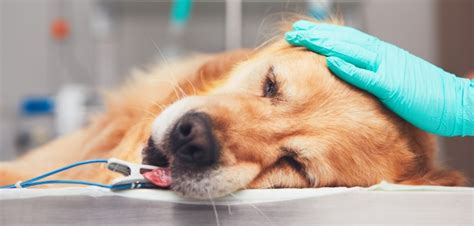 The Perfect Guide to Lipoma Removal in Dog - Petazon