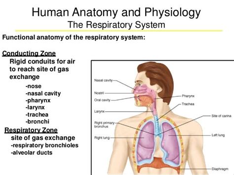 Respiratory anatomy(1)