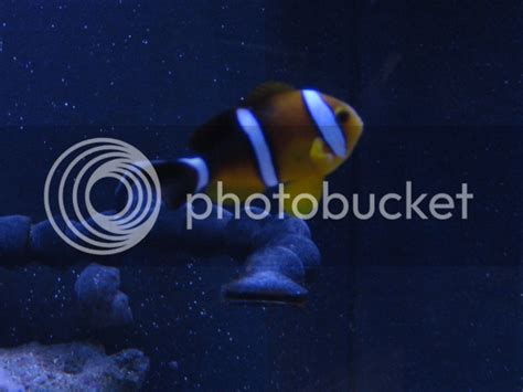 let's see those rare clownfish!!!!*** - Reef Central Online Community