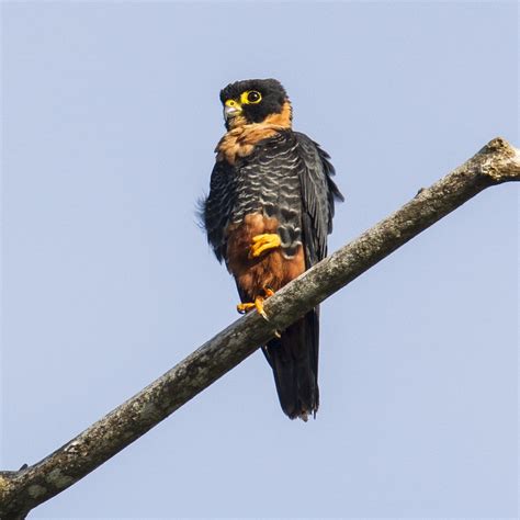 Bat Falcon - Birding Trinbago