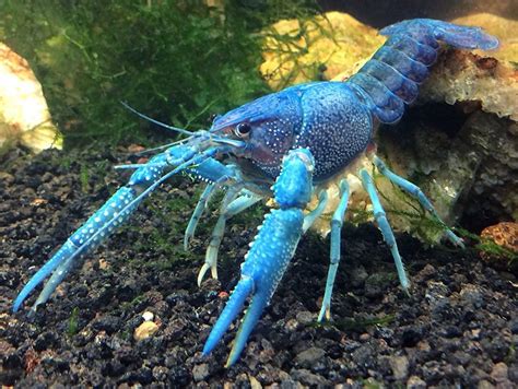 What do crayfish eat - Aquarium Fish Blog