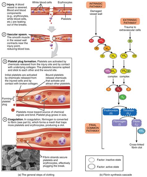 How Blood Clots: Platelets and the Coagulation Cascade | Owlcation