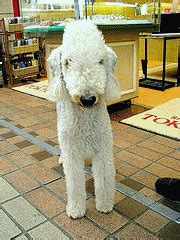 Bedlington Terrier Rescue