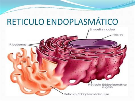 Saúde e a química da célula humana: Retículo Endoplasmático: transportador de cálcio e movimento ...