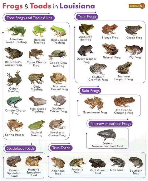 List of Frogs and Toads Found in Louisiana with Pictures