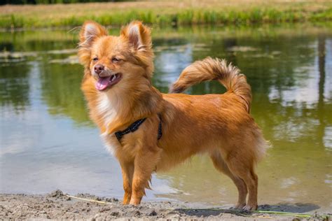 Pomchi: Your Complete Guide - Dog Academy