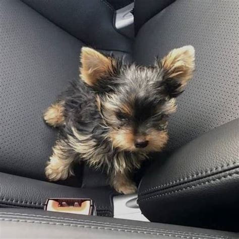 Teacup Yorkie for adoption Text ‪(302) 715-4471‬ - New York Mills ...