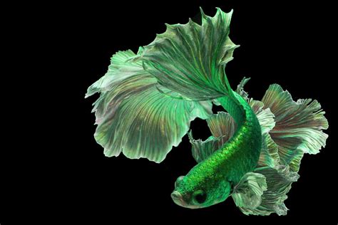 Green Betta Fish: A Rare Shade Of The Basic Breed