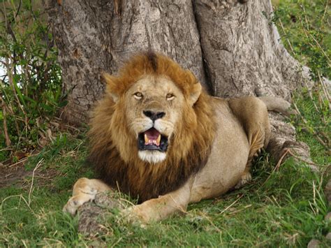 File:Lion in masai mara.jpg - Wikimedia Commons