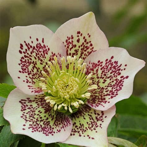 Hellebore - planting and advice on caring for it